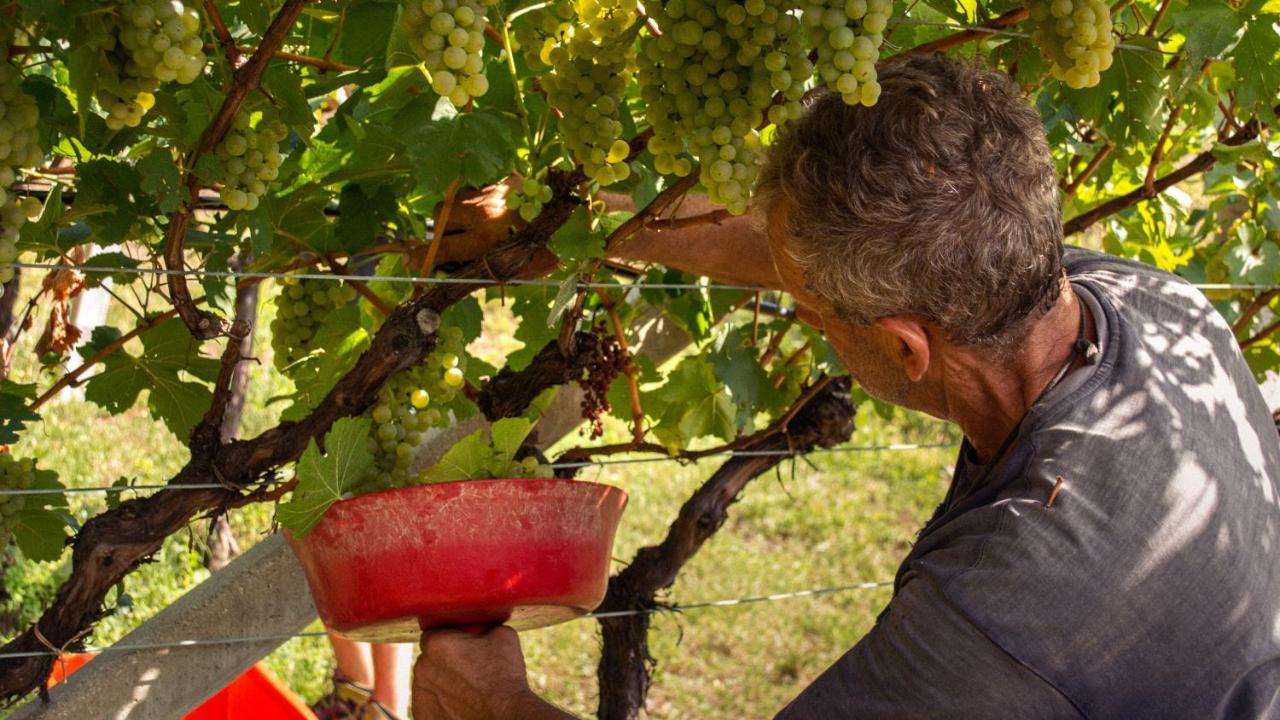 Agritur Al Vigneto Bed & Breakfast Trento
